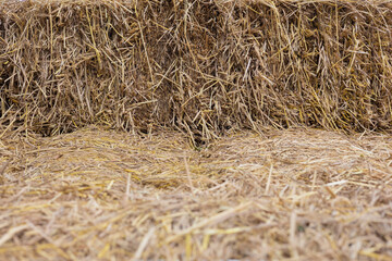 Selective focus and blurred foreground of beautiful yellow hay or straw stacks shows texture and detail pattern of dried rice. It is the backdrop concept of agricultural farming for food in summer.