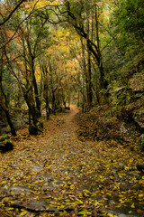 晩秋の犬鳴渓谷（大阪府泉佐野市）