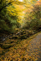 晩秋の犬鳴渓谷（大阪府泉佐野市）