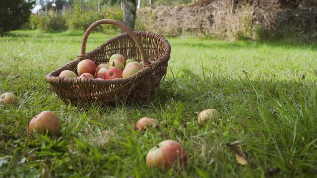 organic apple harvest, in a meadow orchard (Streuobstwiese)