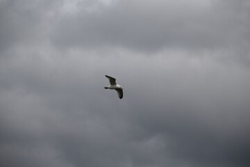 Fototapeta premium bird in the sky