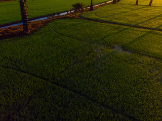 Aerial view morning sunrise on paddy rice plantation field with palm tree