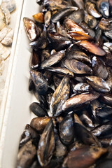A large bin of fresh mussels at a local outdoor fish and farmer's market