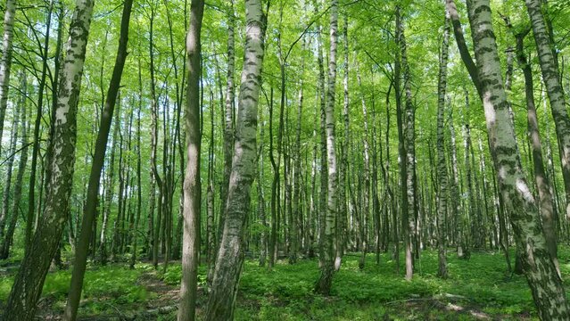 Beautiful young birch trees with green leaves in summer in sunny weather. Pan.