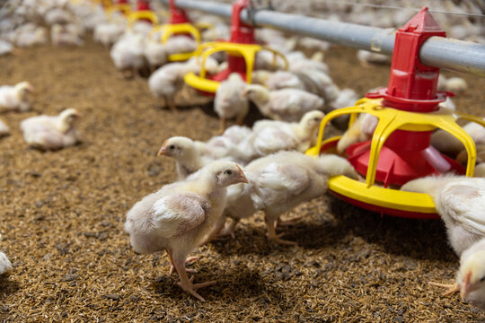 Chicken automatic feeding in close farm, temperature and light control , Thailand.