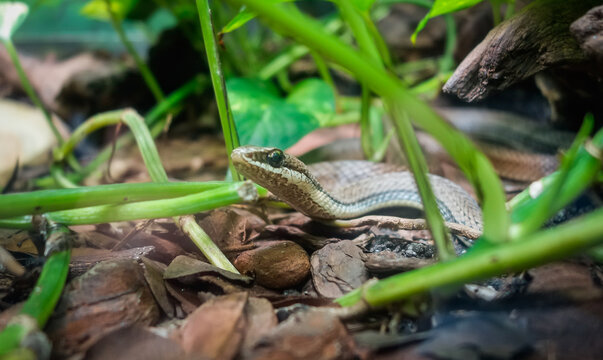 Chironius exoletus snake, aka Linnaeus Sipo or vine snake, on the ground. close up