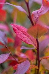 Herbstblätter