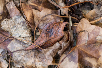 Herbstblätter