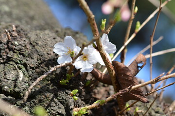 Cherry Blossoms in spring