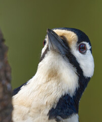 Great spotted woodpecker (Dendrocopos major) female peeking behind the tree closeup.