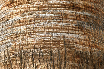 Macro view of trunk of big palm tree. Close up of cracked palm tree trunk.