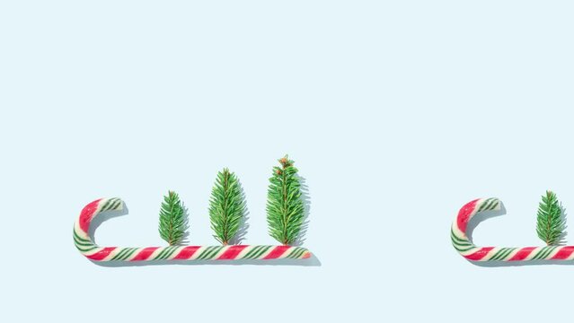 Winter is coming 4K video concept. Three Christmas tree fir branches with colorful candy cane on bright blue background. Minimal New Year holiday aesthetic. 