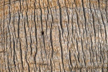 Macro view of trunk of big palm tree. Close up of cracked palm tree trunk.