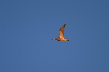 Eurasian whimbrel (Numenius phaeopus) flying.