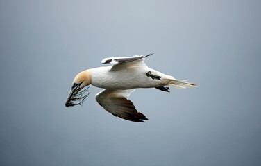 Northern gannets on the cliff top