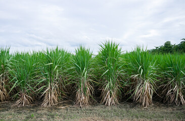 Sugarcane is growing in tropical fields to produce sugar or alcohol and fuel. Rows of sugarcane grow in the fields.