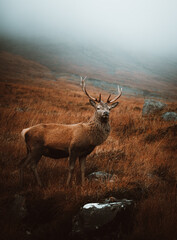 deer in the mountains