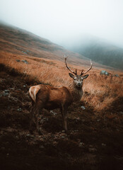 deer looking at camera