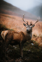 deer in the woods