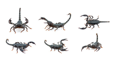 Group of emperor scorpion (Pandinus imperator) isolated on a white background. Insect. Animal. - Powered by Adobe