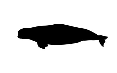 Silhouette of a beluga whale