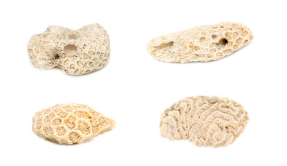 Group of coral cubes on a white background. Undersea Animals.