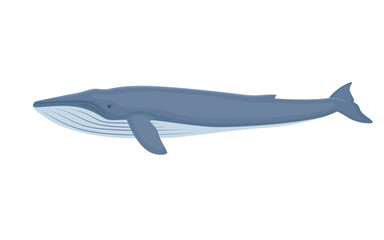 Vector Blue Whale