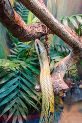 beautiful colored snake rising up its head, in captivity
