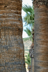 tree, palm, background, aging, trunk, textured, coconut, concept, blurred, detail, nature, bark, barren, botanical, brown, macro, close-up, vertical, color, desert, rugged, drawing, dry, forest, surfa