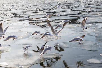 seagulls over blocks of ice in a frozen river