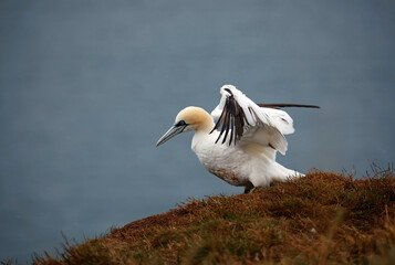 Northern gannets on the cliff top
