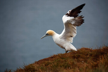 Northern gannets on the cliff top