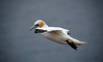 Northern gannets on the cliff top