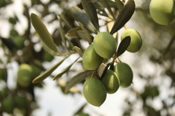 green olives on olive trees