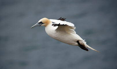 Northern gannets on the cliff top