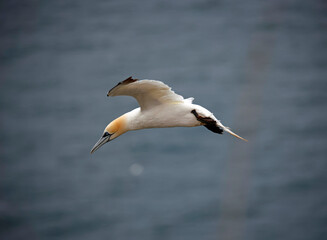 Northern gannets on the cliff top