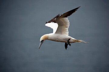 Northern gannets on the cliff top
