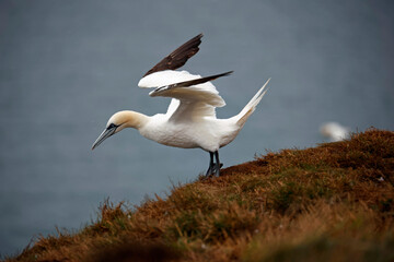 Northern gannets on the cliff top