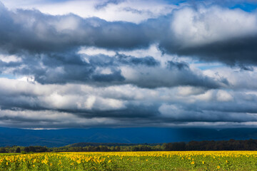 Stormy clouds over the sunflower field in Croatia