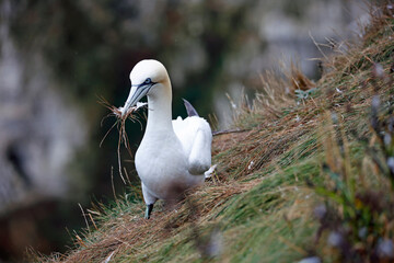 Northern gannets on the cliff top