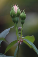 Obraz premium pink rose bud
