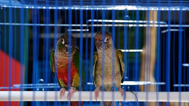Couples of The green-cheeked parakeet or green-cheeked conure is a small parrot of the genus Pyrrhura, which is part of a long-tailed group of the New World parrot subfamily Arinae. Birds in a cage