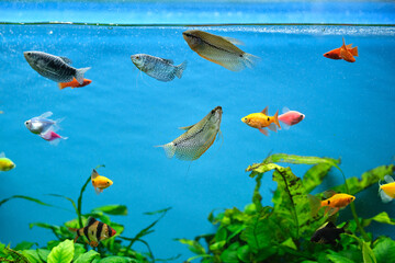 Obraz premium Colorful exotic fish swimming in deep blue water aquarium with green tropical plants