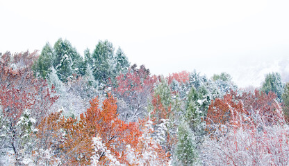 Autumn with colorful trees in the snow, yellowed leaves, early winter, first snow. Snow covered...