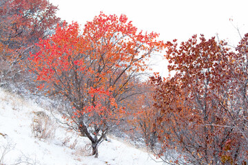 Autumn with colorful trees in the snow, yellowed leaves, early winter, first snow. Snow covered trees on a foggy day. Beautiful winter nature background.