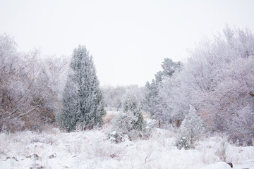 Snow covered trees on a foggy day. Beautiful winter nature background.