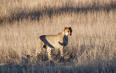 Cheetah