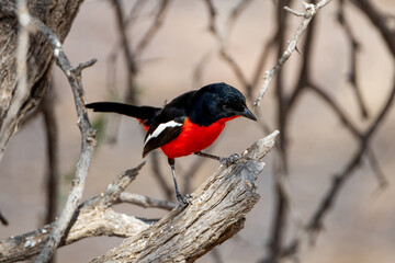 Crimson-breasted Shrike