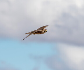 Lanner Falcon