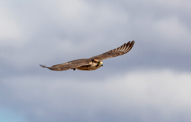 Lanner Falcon